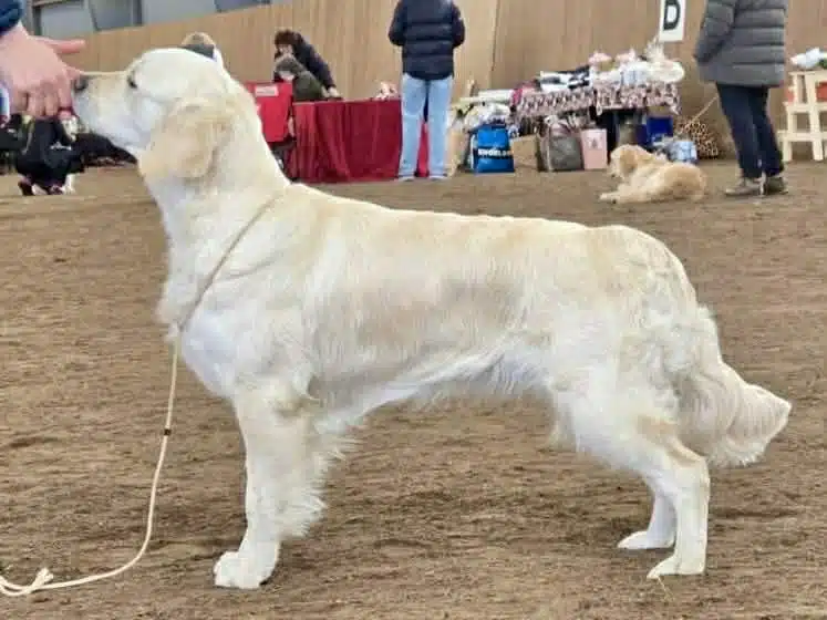 Open show, GRK Skåne-Blekinge