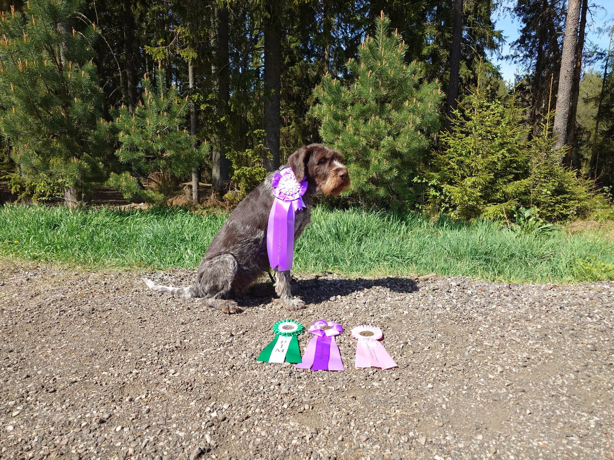 Bissie – Best In Show veteran