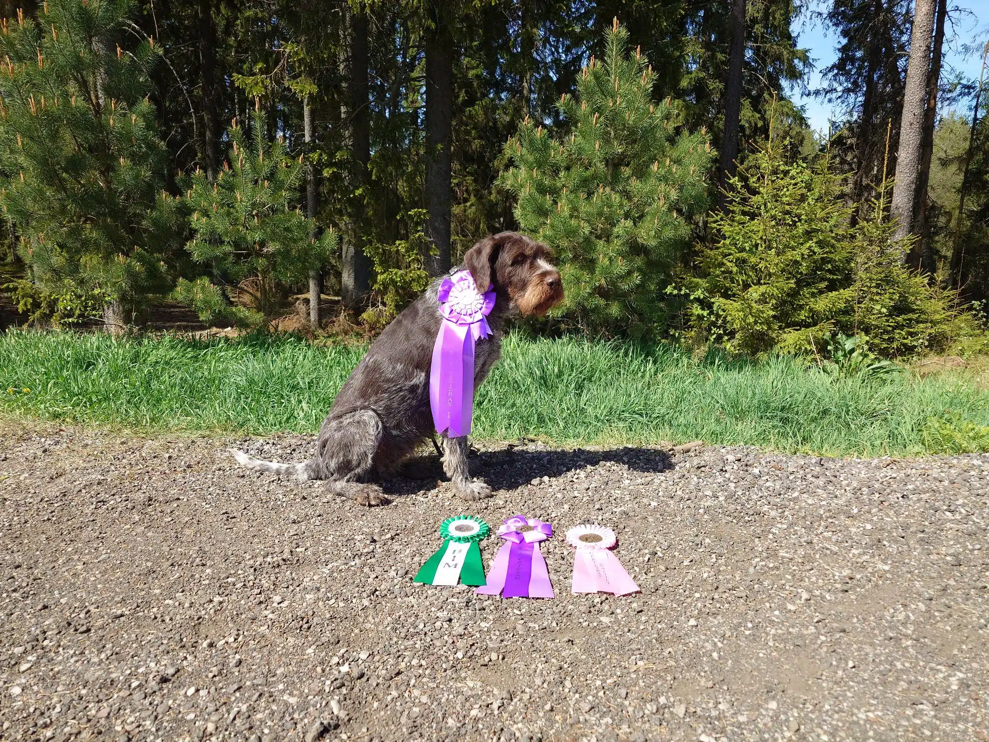 Bissie – Best In Show veteran