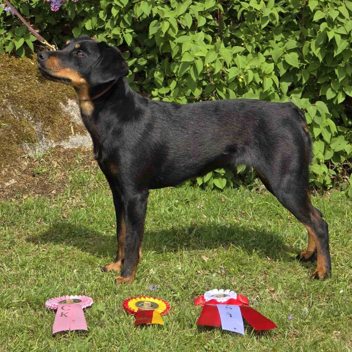BEST IN SHOW – Alba