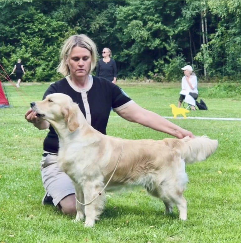 Lily – Bästa tik på Goldenspecialen 2026
